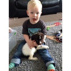 KC Registered English Springer Spaniel