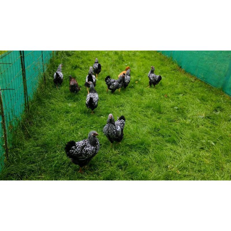 Various pure bred chickens for sale