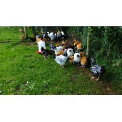 Various pure bred chickens for sale