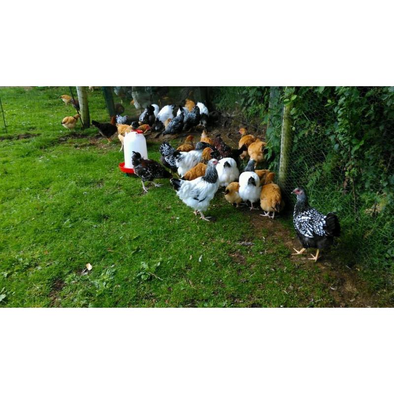 Various pure bred chickens for sale