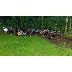 Various pure bred chickens for sale