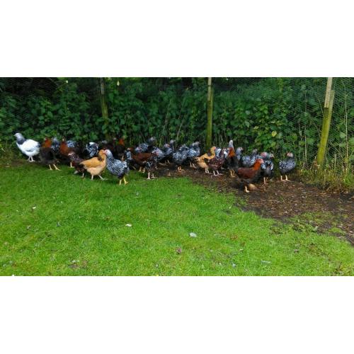 Various pure bred chickens for sale