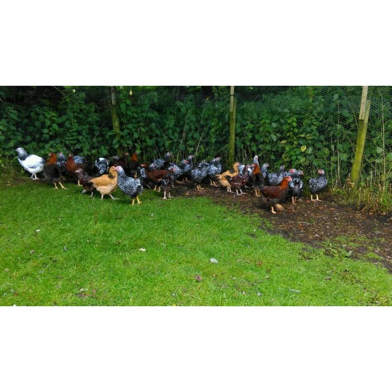 Various pure bred chickens for sale