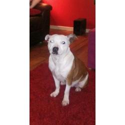 Staffordshire bull terrier bitch