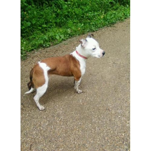Staffordshire bull terrier bitch