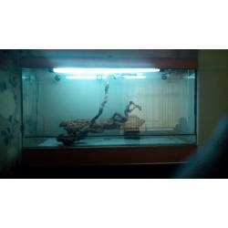Glass viv