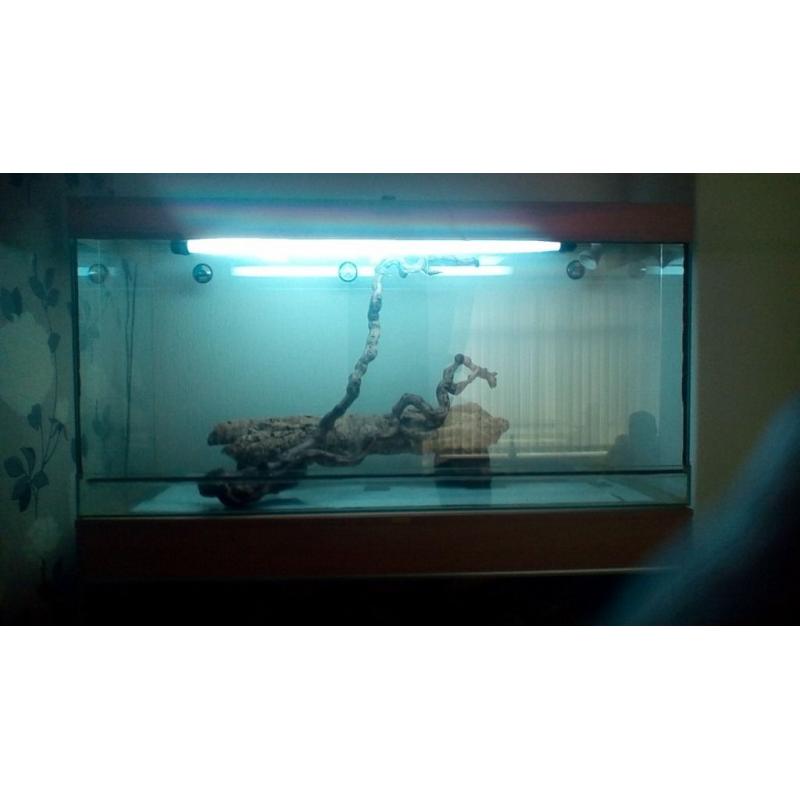 Glass viv