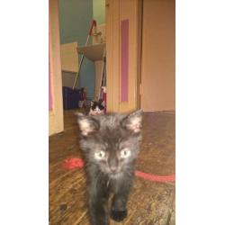 Kittens