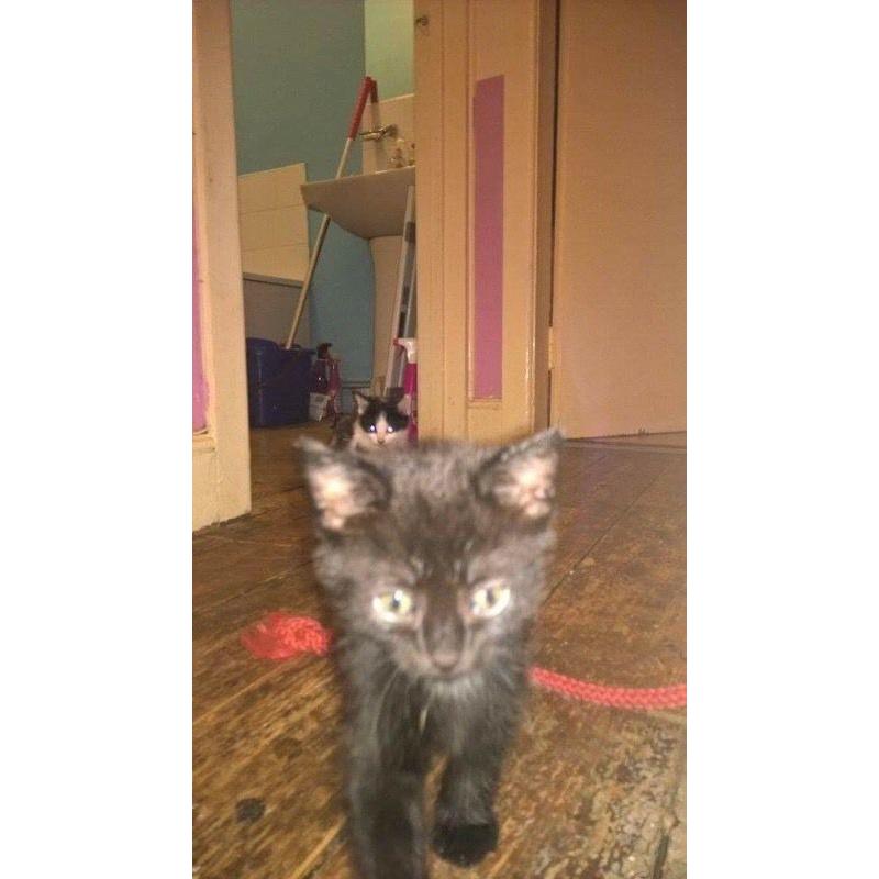 Kittens