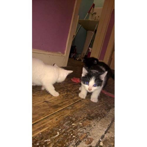 Kittens