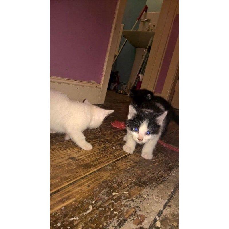 Kittens