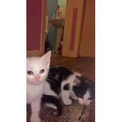 Kittens