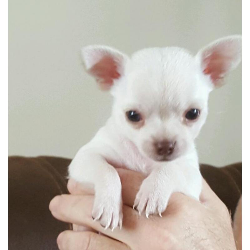 Boy chihuahua