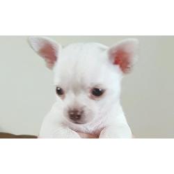 Boy chihuahua