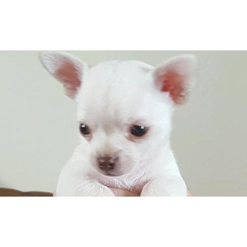 Boy chihuahua