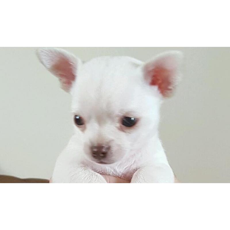 Boy chihuahua