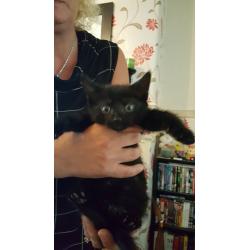 3 male kittens for sale