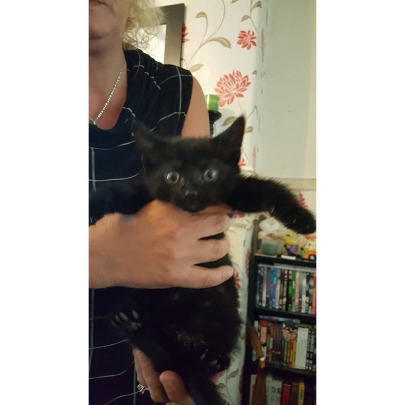 3 male kittens for sale