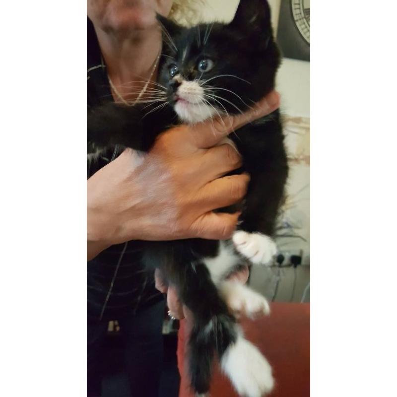 3 male kittens for sale