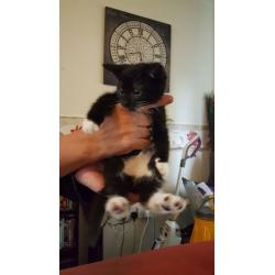 3 male kittens for sale