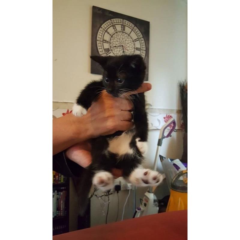 3 male kittens for sale
