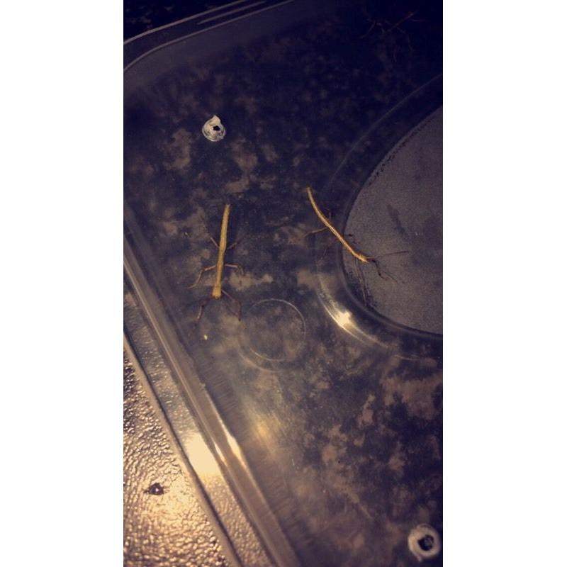 Stick insects **free to good home**