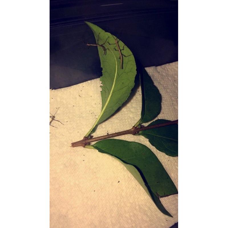 Stick insects **free to good home**
