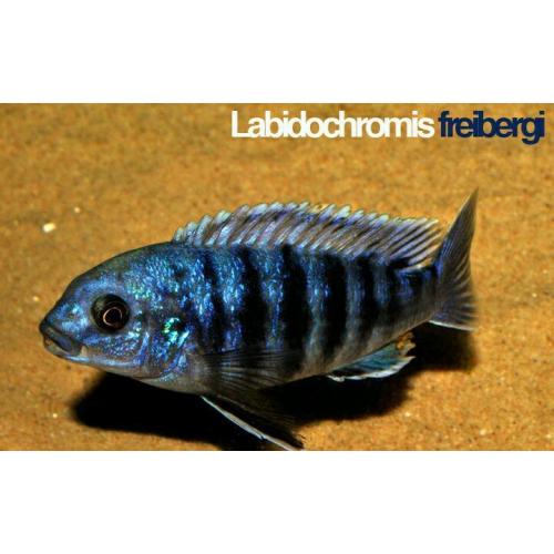 F1 Labidochromis freibergi likoma