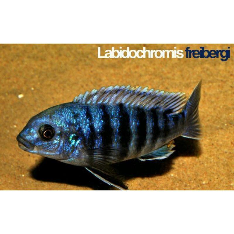 F1 Labidochromis freibergi likoma