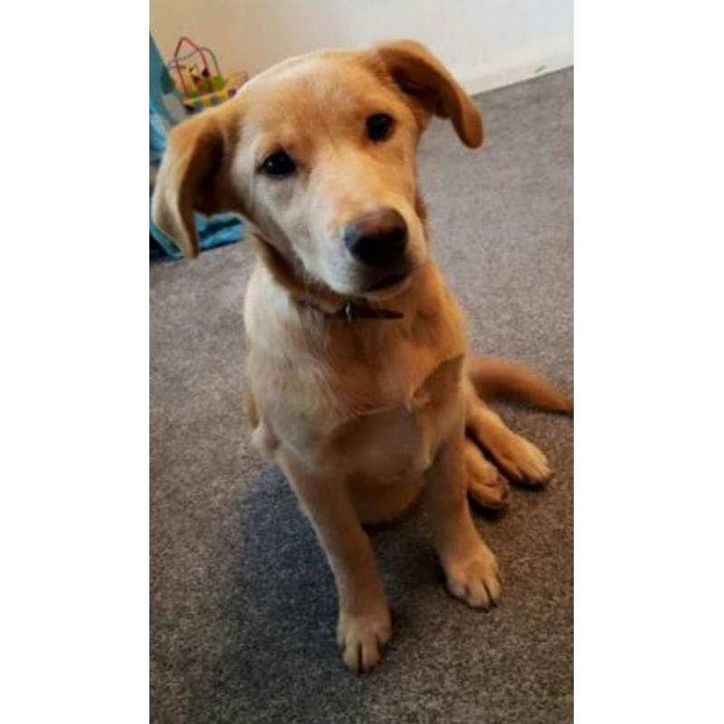 golden labrador male pup