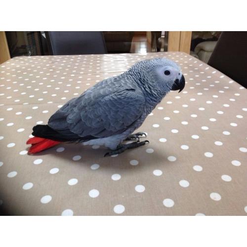 African Grey Parrot for sale