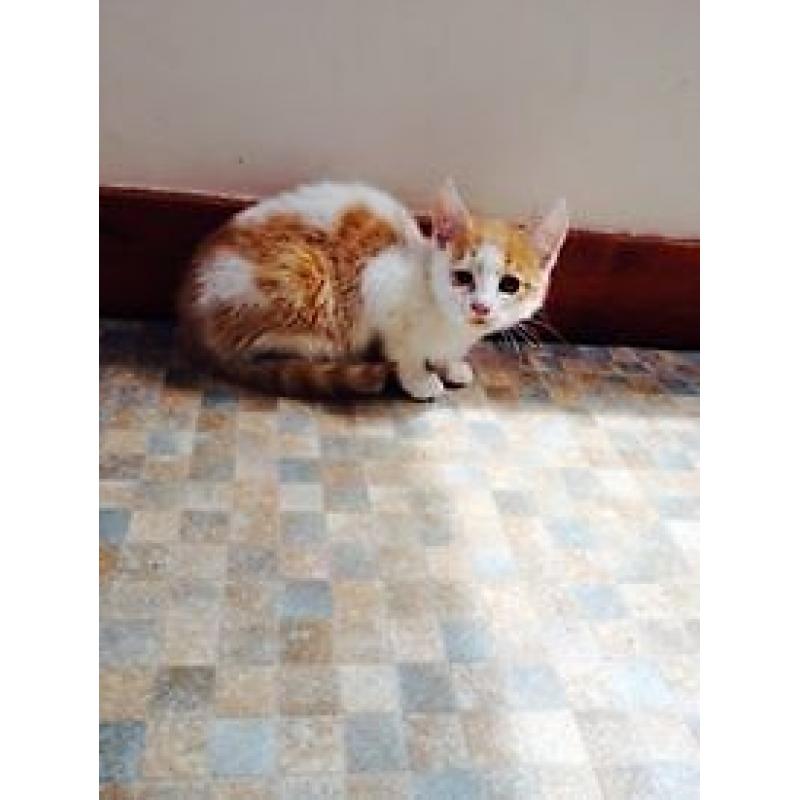 Kittens For Sale