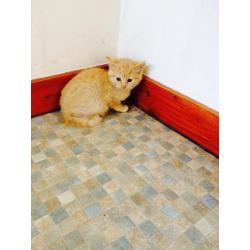 Kittens For Sale