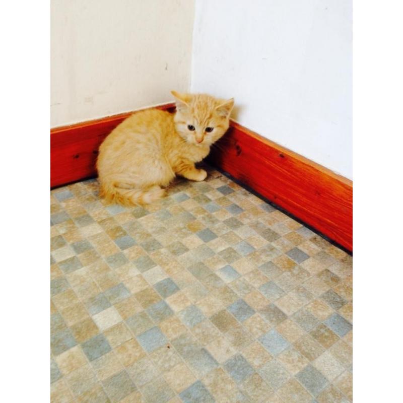 Kittens For Sale