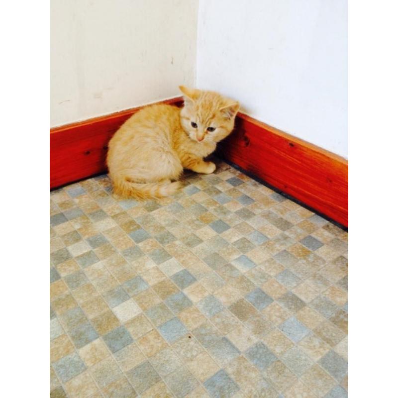 Kittens For Sale