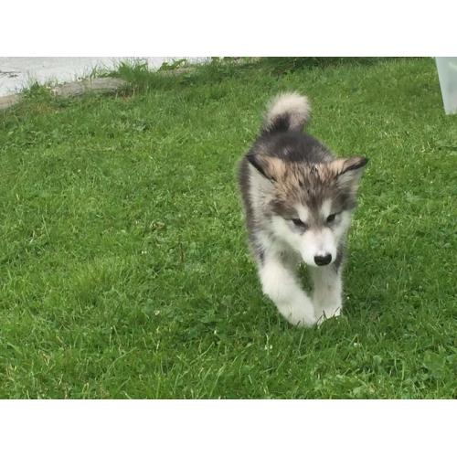 Alaskan malamute puppies ready to go.