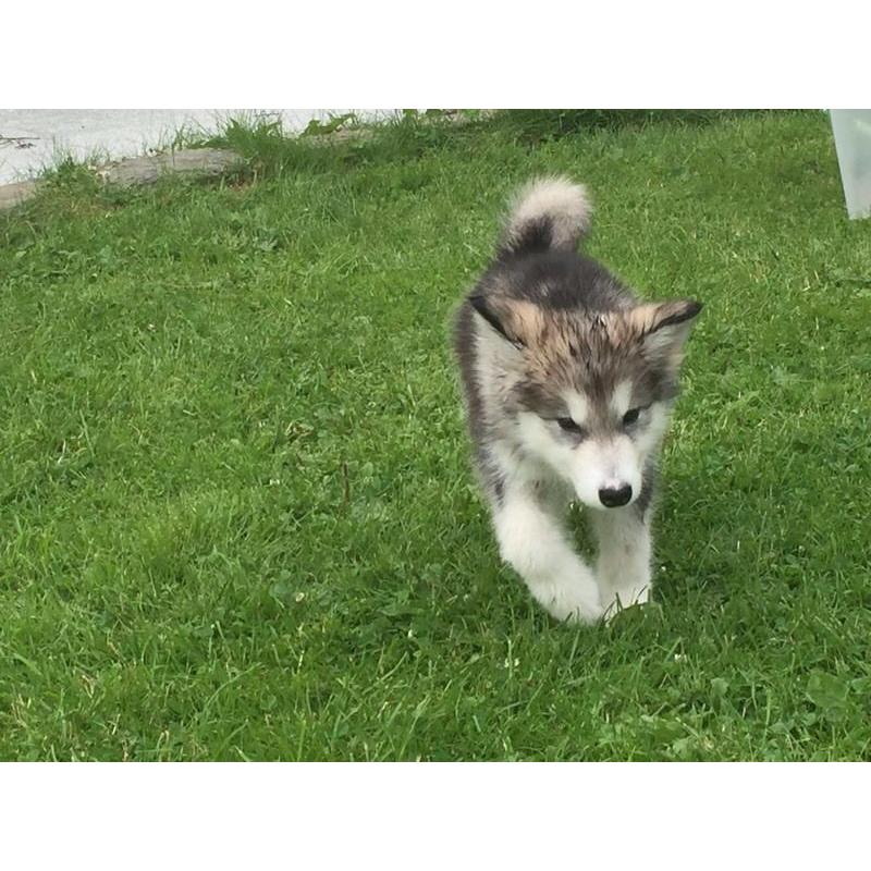Alaskan malamute puppies ready to go.