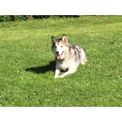 Alaskan malamute puppies ready to go.