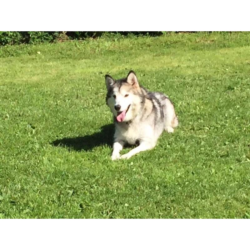 Alaskan malamute puppies ready to go.