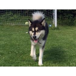 Alaskan malamute puppies ready to go.
