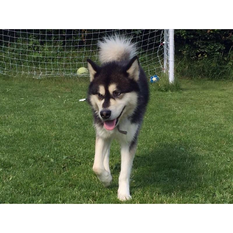 Alaskan malamute puppies ready to go.