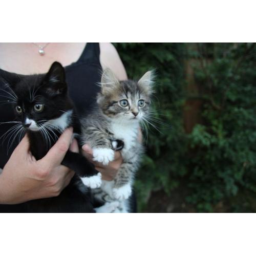 Cute kittens