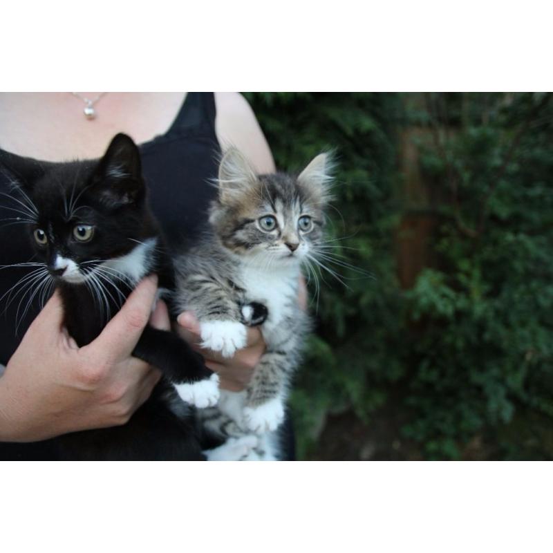 Cute kittens