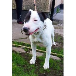 English bull terrier x staffordshire bull terrier