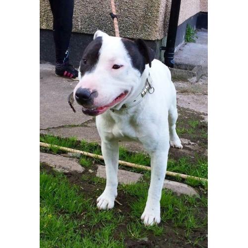 English bull terrier x staffordshire bull terrier
