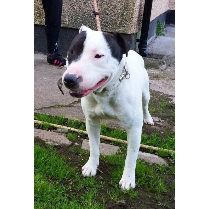 English bull terrier x staffordshire bull terrier