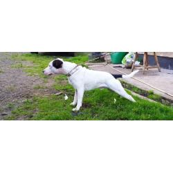 English bull terrier x staffordshire bull terrier