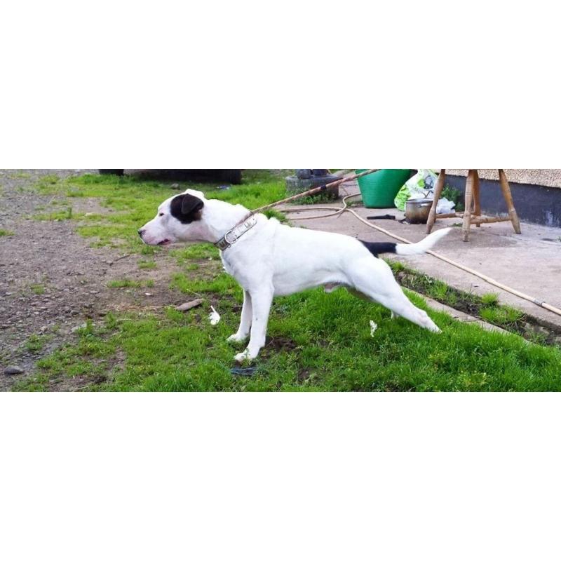 English bull terrier x staffordshire bull terrier