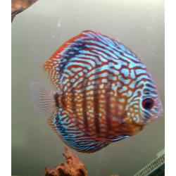 Discus fish