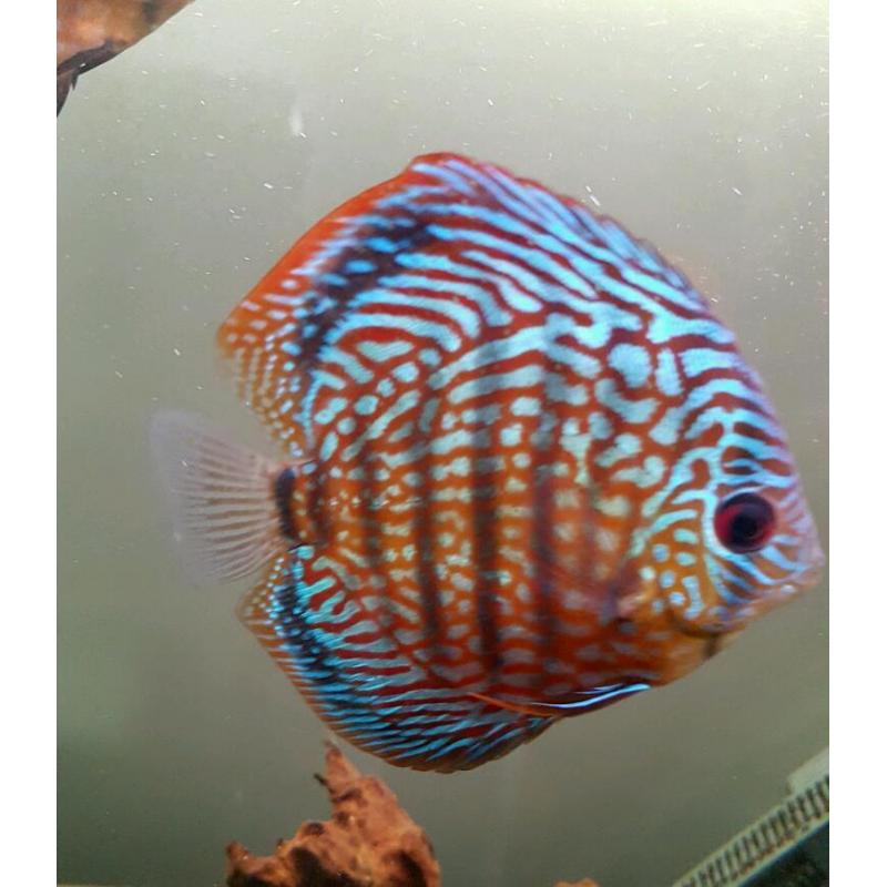 Discus fish